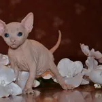 Продаются голорожденные котята породы канадский сфинкс различных окрас