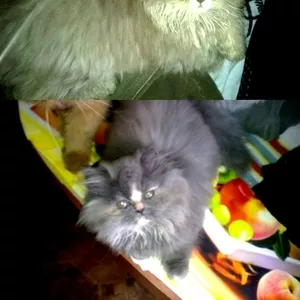 Ласковые котята персы-экстрималы недорого продам