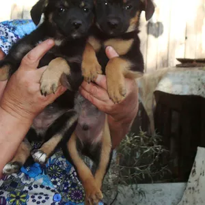 Щенки в добрые руки