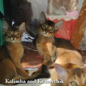 Котята сомали и абиссинские срочно!
