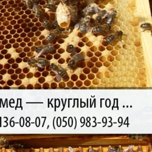 Покупаю мед по Украине – (067) 136-08-07 – (050) 983-93-94