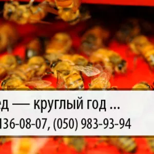 Купим мед по Украине – (067) 136-08-07 – (050) 983-93-94