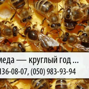 Закупка меда по Украине – (050) 983-93-94 – (067) 136-08-07 