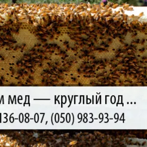 Выкупаем мед по Украине – (067) 136-08-07 – (050) 983-93-94