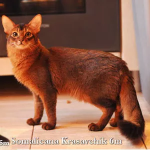 Абиссинский и сомалийский котенок из питомника «Сомаликана»