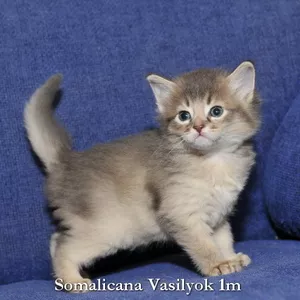 Котята сомали фавны и голубой
