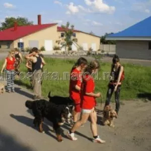 Дрессировка собак Макеевка,  Донецк и область