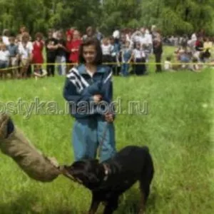 Услуги животным Донецк и область.