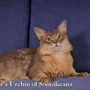 Сомалийский кот шоу-класса в добрые руки 