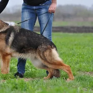 Подрощенный щенок немецкой овчарки
