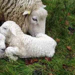 Фермерское хозяйство продаст стадо овец