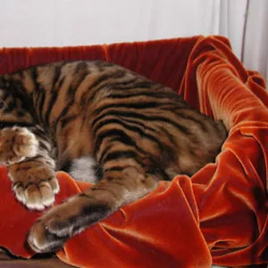 Мини-тигрята! Котята породы тойгер! Впервые в Украине ласковые тигрята