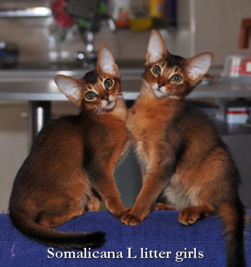 Котята сомали и абиссинские из питомника «Сомаликана» 2