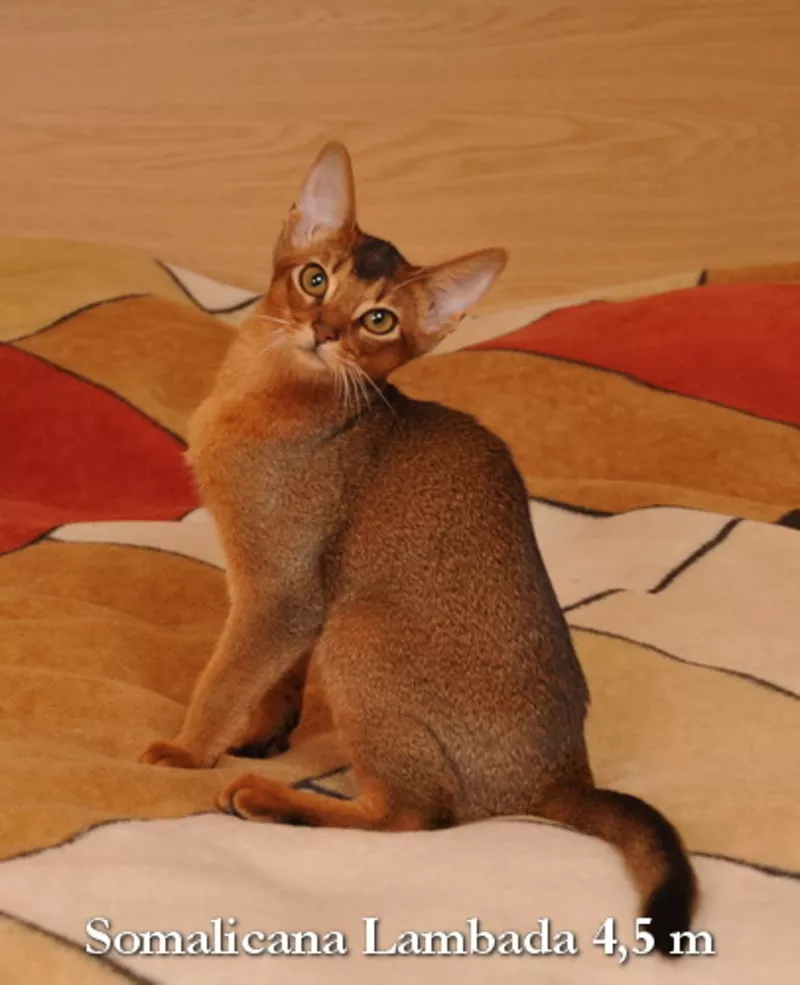 Абиссинский котенок,  девочка дикого окраса