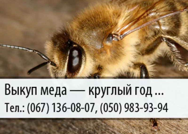 Закупка меда по Украине – (067) 136-08-07 – (050) 983-93-94