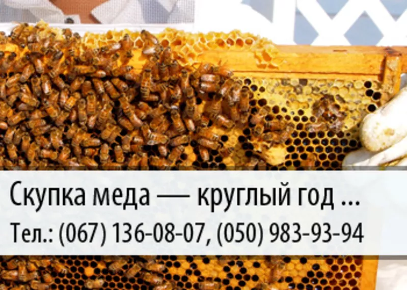 Скупка меда по Украине – (067) 136-08-07 – (050) 983-93-94