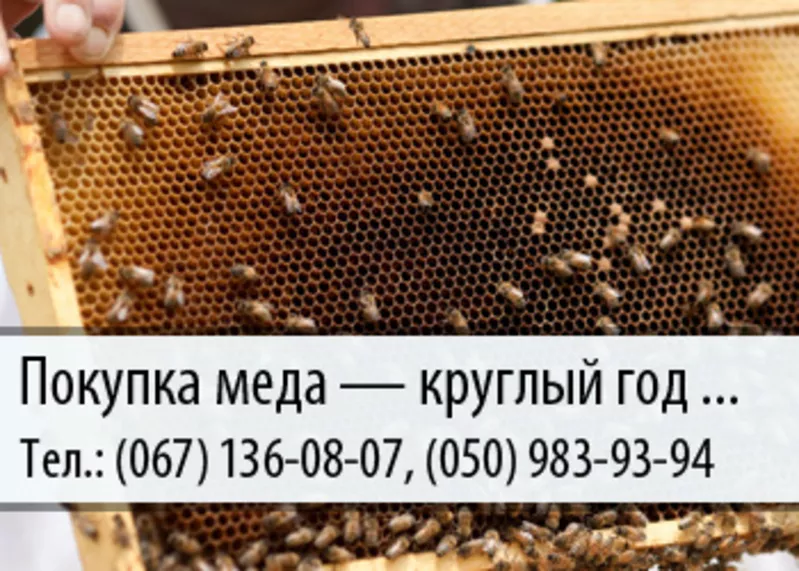 Покупка меда по Украине – (067) 136-08-07 – (050) 983-93-94