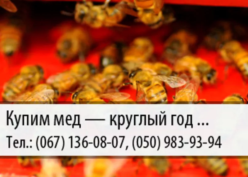 Купим мед по Украине – (067) 136-08-07 – (050) 983-93-94