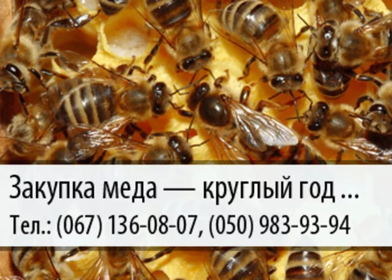 Закупка меда по Украине – (050) 983-93-94 – (067) 136-08-07 