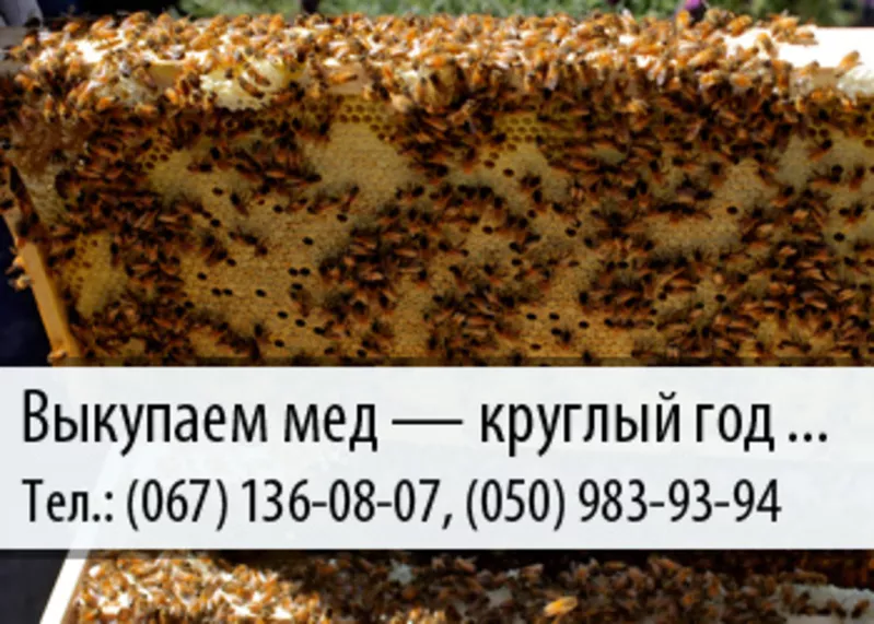 Выкупаем мед по Украине – (067) 136-08-07 – (050) 983-93-94