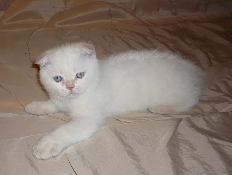 Вислоухий плюшевый котенок редкого окраса 4