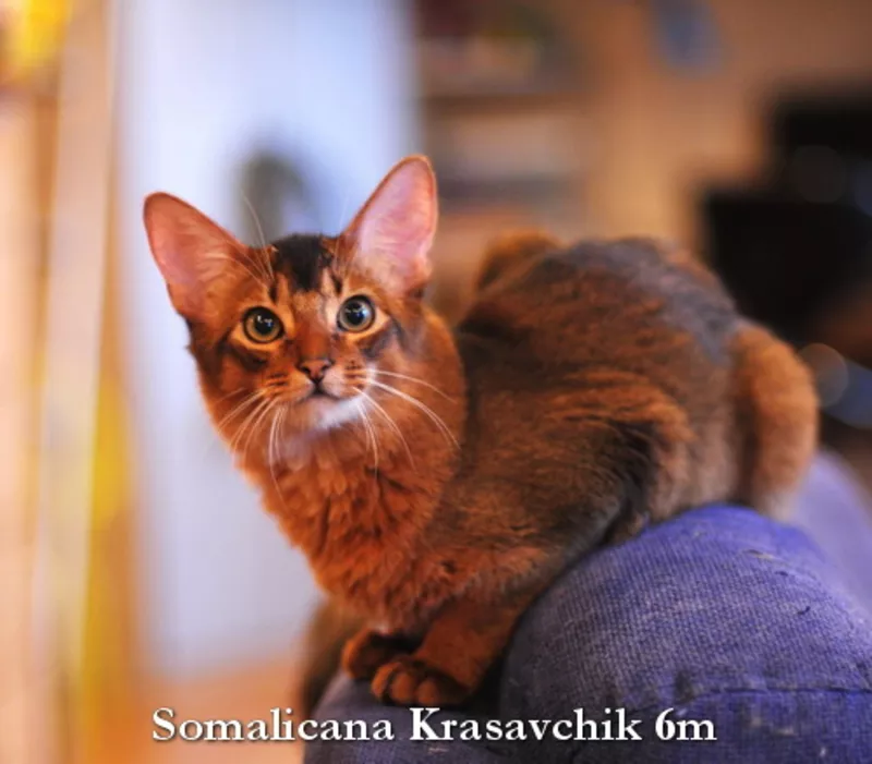 Абиссинский и сомалийский котенок из питомника «Сомаликана» 2