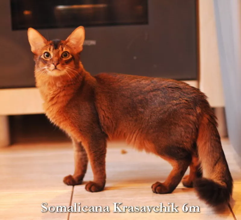 Абиссинский и сомалийский котенок из питомника «Сомаликана» 3