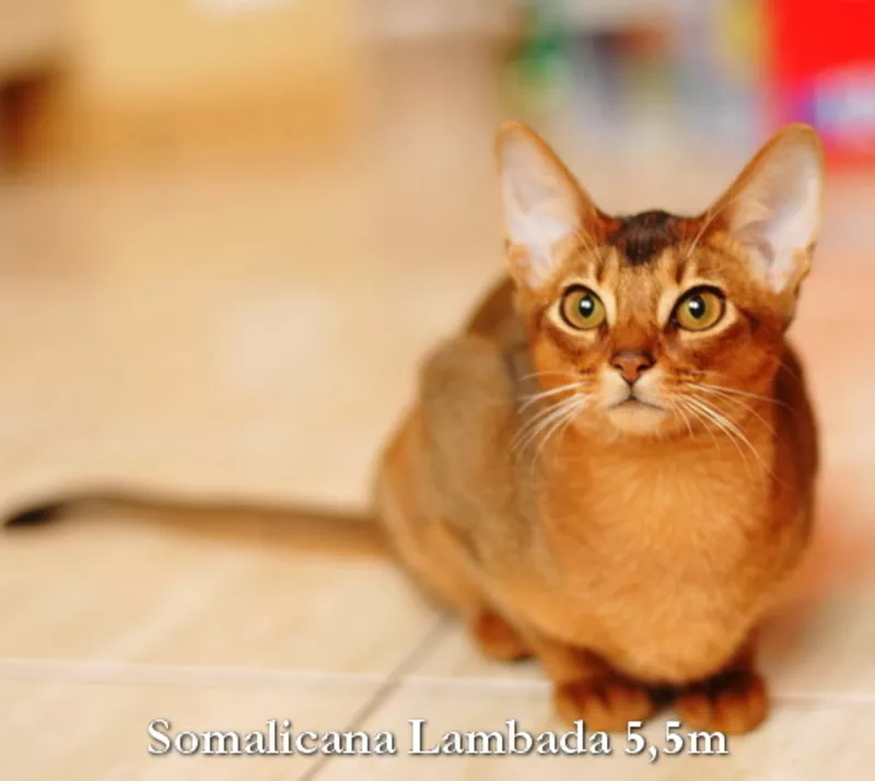 Абиссинский и сомалийский котенок из питомника «Сомаликана» 4
