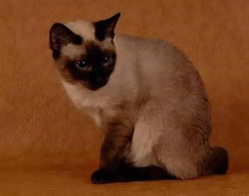продам котят меконгского бобтейла
