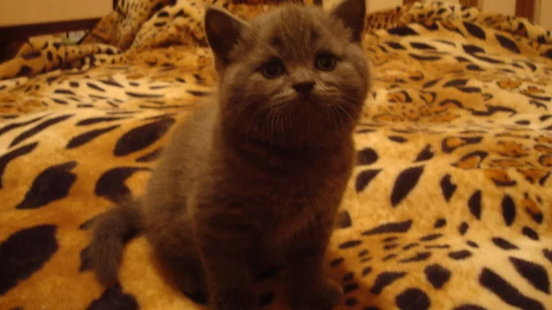 Шотландские котята мраморного и голубого окраса 500 грн