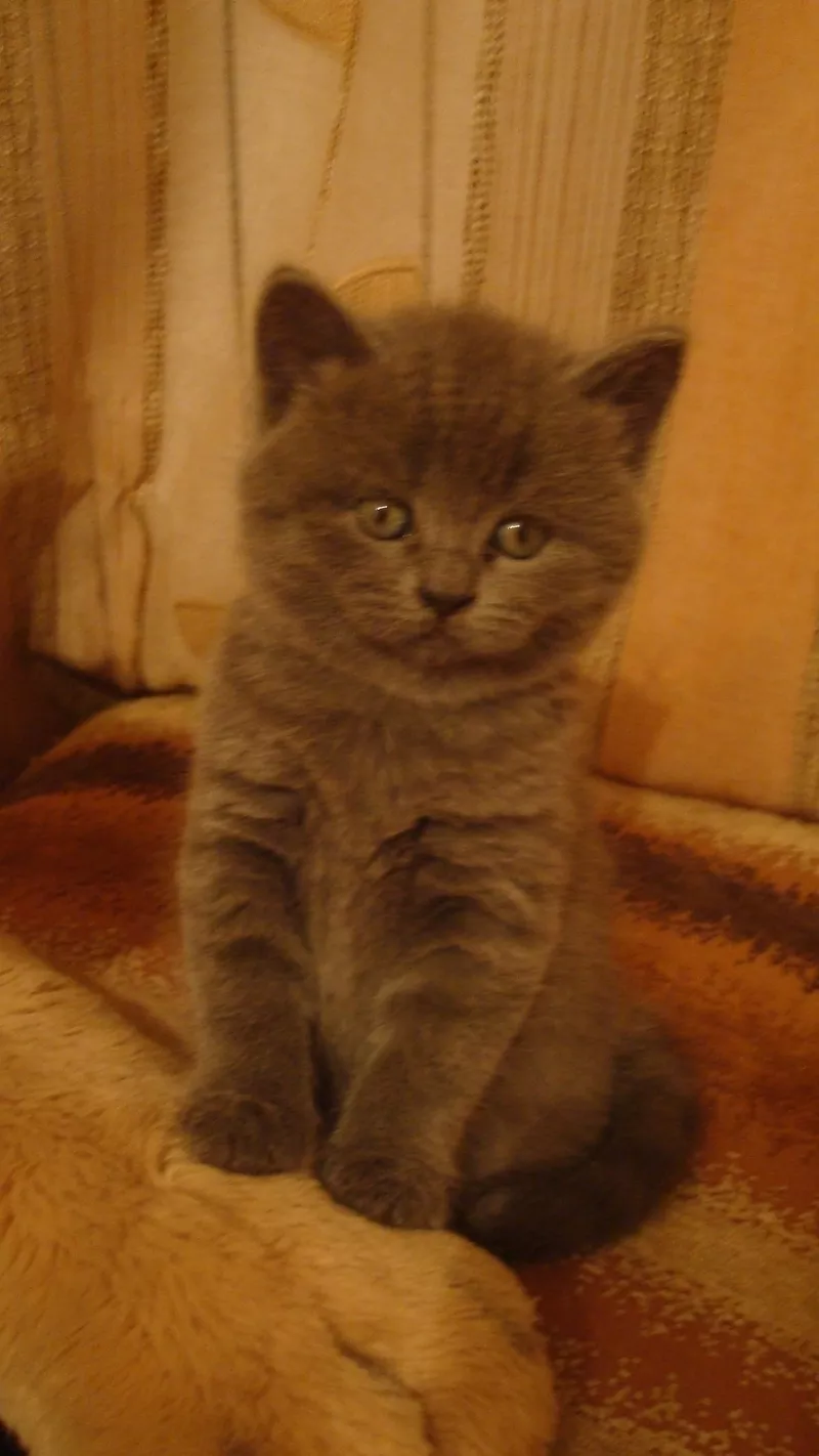 Шотландские котята мраморного и голубого окраса 500 грн 4