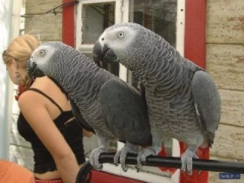 Ручные и дружественные африканские серые попугаи