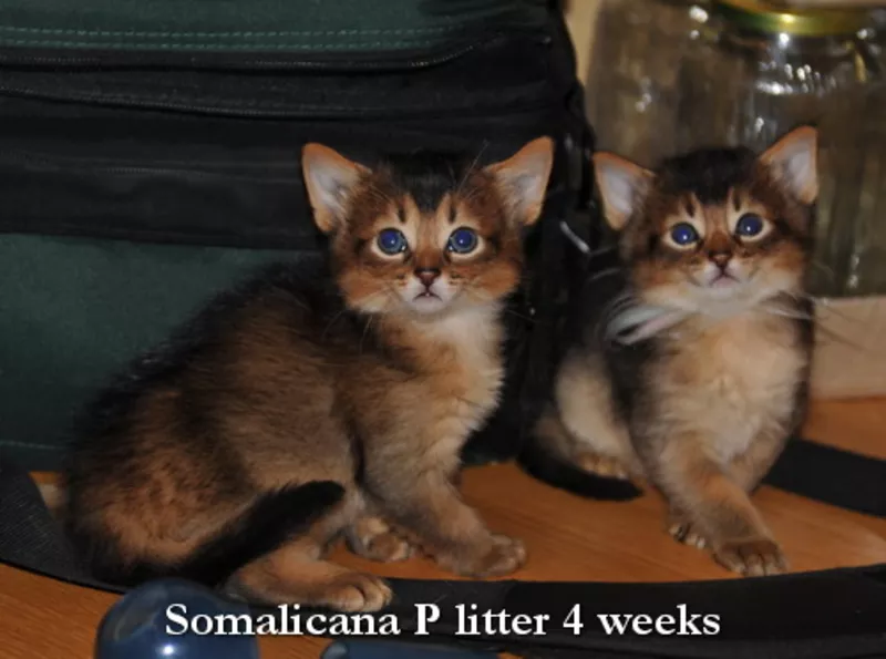 Котята сомали дикого окраса из питомника «Сомаликана»