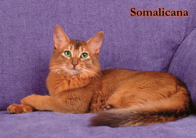 Котята сомали дикого окраса из питомника «Сомаликана» 3