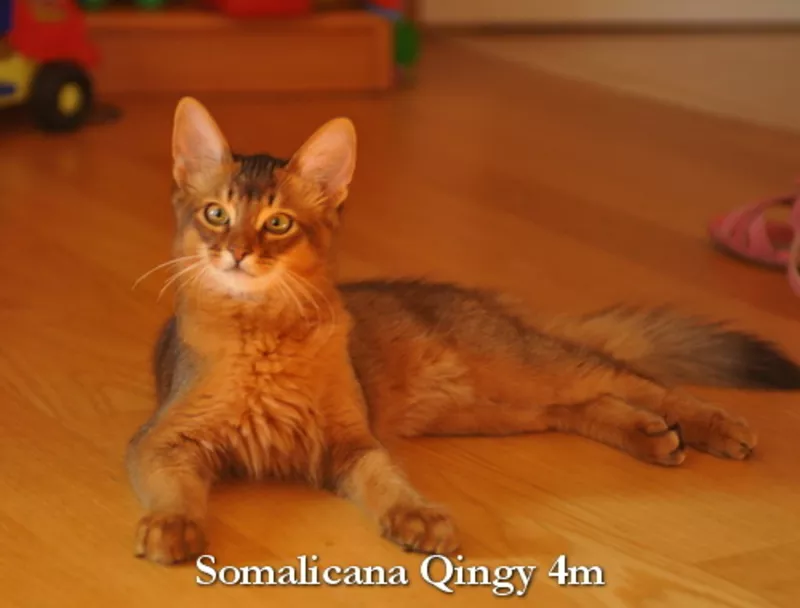 Сомалийский котенок-лисенок,  мальчик
