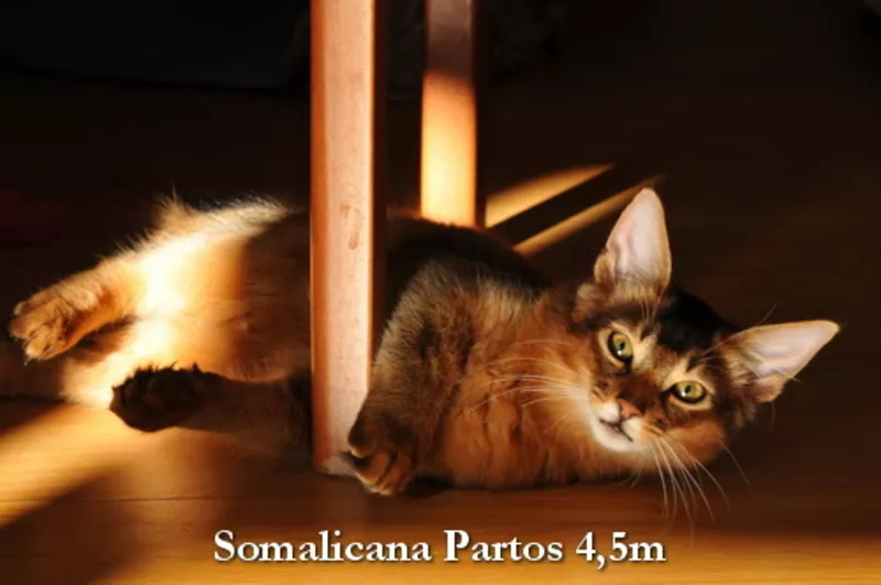 Сомалийский котенок-лисенок,  мальчик 3