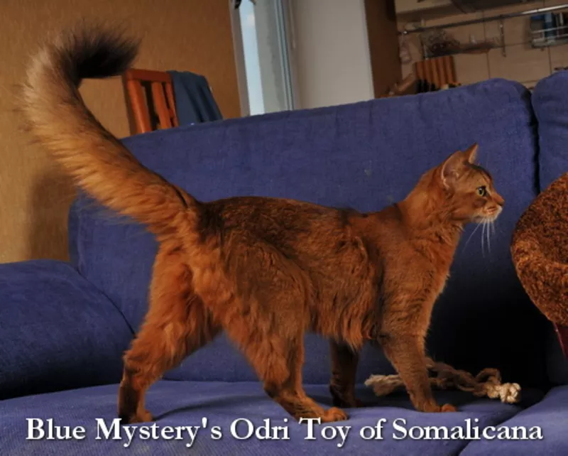 Сомалийская кошка шоу-класса как домашний любимец