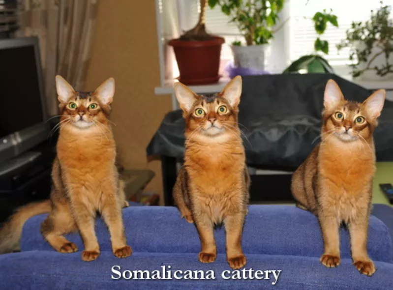 Котята сомали дикого окраса ищут заботливые ручки!