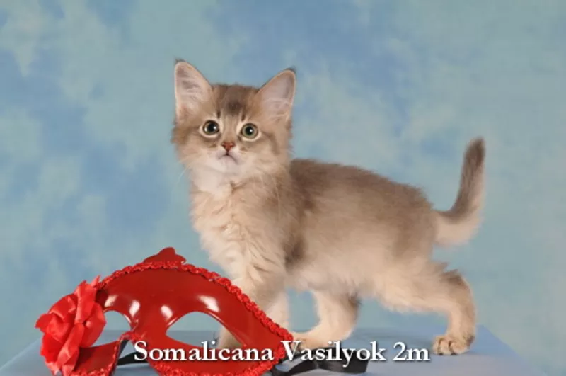 Котята сомали самых редких окрасов. Цена договорная. 2