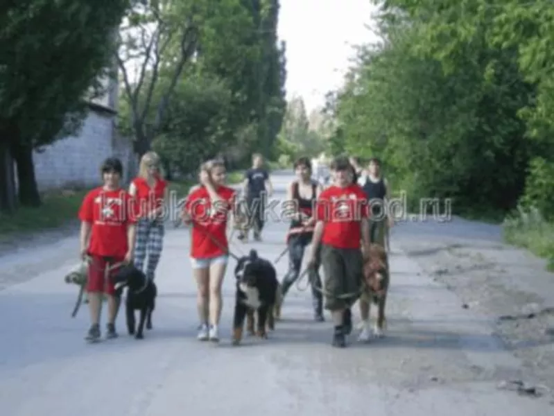 Выгул собак в Донецке и Макеевке. 