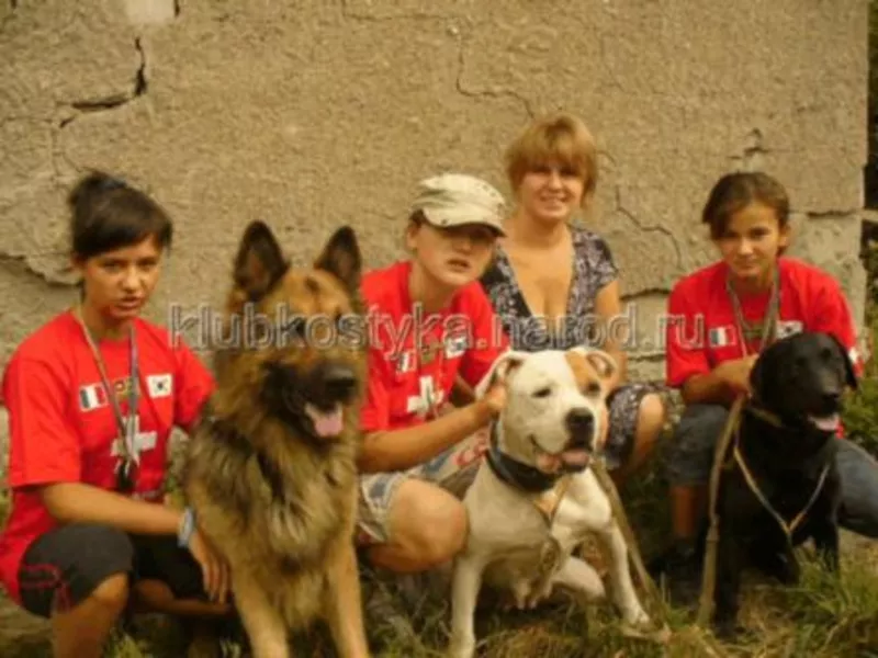 Подготовка охотничьих собак в Донецке и области.