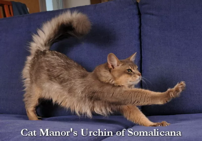 Сомалийский кот шоу-класса в добрые руки  3