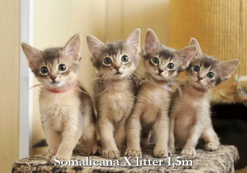 Котята сомали голубого окраса из питомника «Сомаликана»