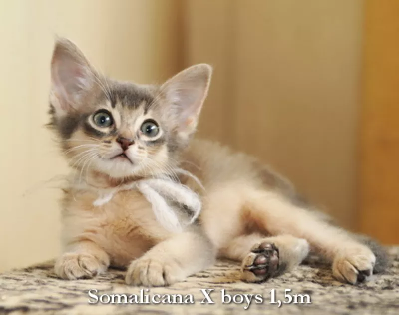 Котята сомали голубого окраса из питомника «Сомаликана» 4