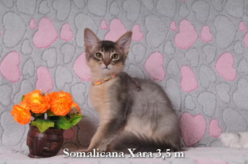 Сомалийские котята из питомника «Сомаликана» 2