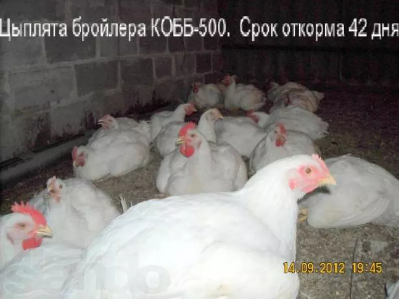 Суточные и подрощенные цыплята бройлераКОББ-500 4