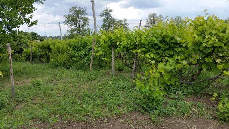 Продается жилой дом   в Рыбницком районе. с. Воронково (Цена Договорная) Молдова  7