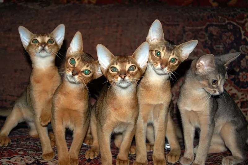 Абиссинские котята от Exclusive ABY